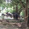 Elephants at Mudumalai Sanctuary, Nilgiris - Mudumalai