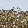 Too many Pigeons on a tree