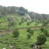 Munnar Tea Estates