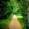 Way to garden - Munnar