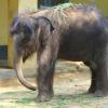 Elephant at Munnar -  Kerala