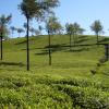 Tea Gardens, Munnar