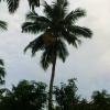 Coconut Tree in Munnar, Idukki