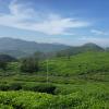 Endless Green Tea in Munnar