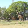 Tow Giraff's in Mysore Zoo
