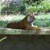 Tiger Relaxing in Mysore Zoo
