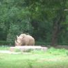 Furious Hippo in Mysore Zoo