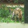 Leopard trying to come out in Mysore Zoo