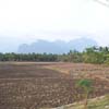 Rice Plant at Theraikalputhoor in Nagercoil