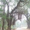 Banyan tree view at Padmanabhapuram in Nagercoil