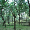 Kanyakumari district Tapped Rubber trees