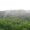 Trees view from Mathur Bridge in Kanyakumari district