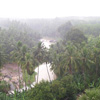 Trees and River view from Mathur Bridge in Kanyakumari district