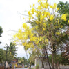 Kanyakumari District Mathur road and trees view