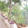 Lined trees at Mathur Bridge near Nagercoil