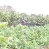 Banana trees view at Mathur village near Nagercoil