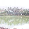 A pond in Padmanabhapuram near Nagrcoil...
