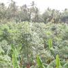 Plants at Padmanabhapuram near Nagercoil...