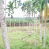Coconut palm at Padmanabhapuram near Nagrcoil...
