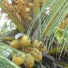 coconut tree...