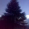 Beautiful Pine tree - Nainital
