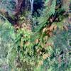 Ferns and other Plants on Old tree Stem -Naukuchiatal