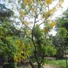 Cassia fistula - the yellow feast for eyes