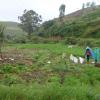 Harvesting in Agriculture area, Ooty