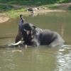Elephant taking bath - Ooty