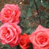 Orange rose with dew drops  - Ooty botanical garden