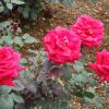 Pink rose - Ooty botanical garden