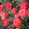 Red rose - Ooty botanical garden