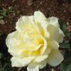 White rose - Ooty botanical garden