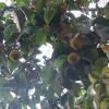 Little Jackfruit in Padmanabhapuram