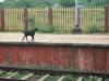 Goat on the Platform - Panruti