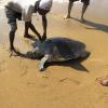A Turtle in Puri beach