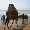 Camel ride at beach in Puri
