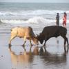 Bull and Ox fighting with each other in the puri sea beach