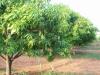 Mango Trees near Rayadurg