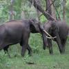 Fighting Elephants in Sathyamangalam