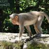 Monkey walking cautiously at Agumbe