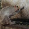 Monkey drinking water from tap, Sholingur Temple