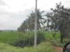 Row of Coconut trees, Siruguppa