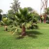 Perfect Collection of Florida Palms at Supertech