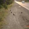 Crows on the road
