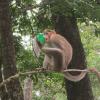 Monkey Playing with Bottle, Kerala