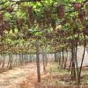 MunthiriPadam (Grapes Farm) in Tamil Nadu