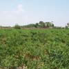 A view of Red chilli plants at Thoothukudi district