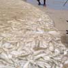 Fishes inside the net at Tuticorin seashore