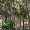 Thoothukudi-Thoothukudi Teak farm